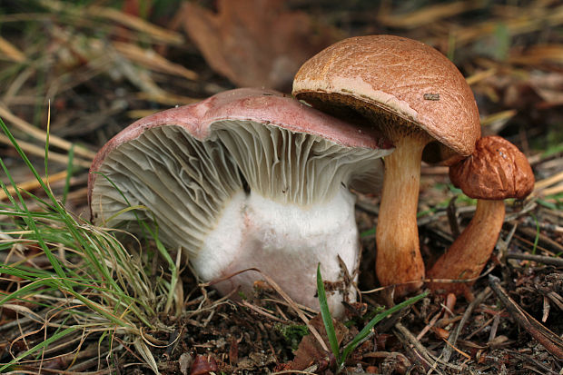 sliziak ružový Gomphidius roseus (Fr.) Oudem.