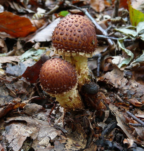 golierovka vrúbkovaná Hemistropharia albocrenulata  (Peck) Jacobsson & E. Larss.