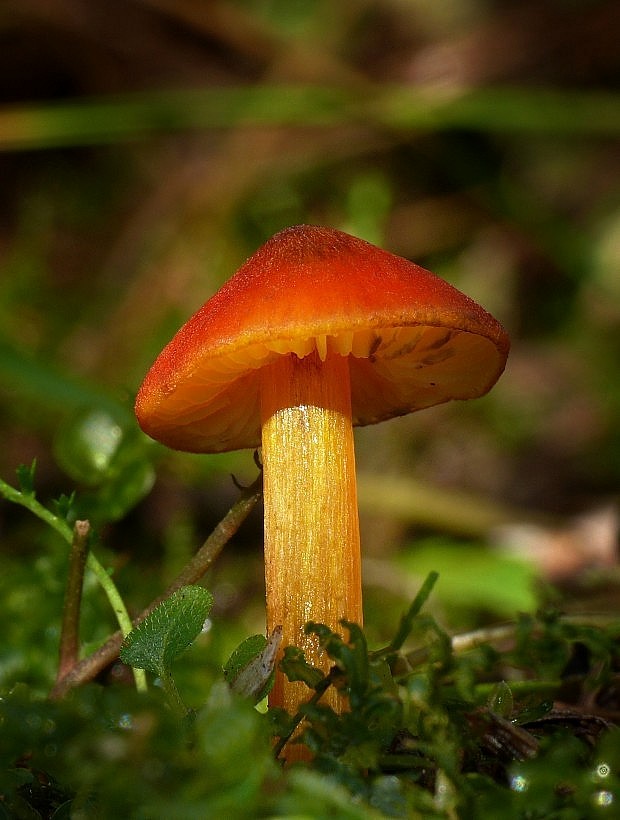 lúčnica kužeľovitá Hygrocybe conica (Schaeff.) P. Kumm.