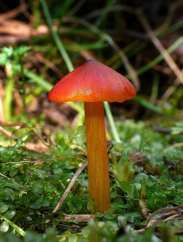 lúčnica kužeľovitá Hygrocybe conica (Schaeff.) P. Kumm.