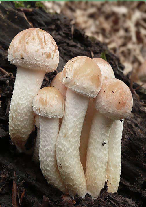 strapcovka tehlovočervená Hypholoma lateritium (Schaeff.) P. Kumm.