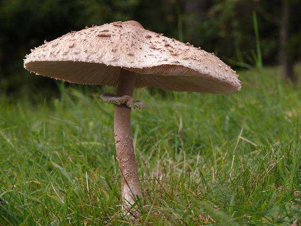 bedľa vysoká Macrolepiota procera (Scop.) Singer