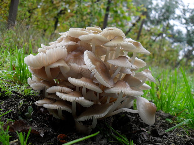 prilbička Mycena sp.