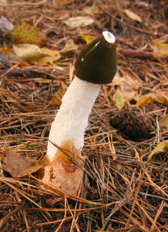 hadovka smradľavá Phallus impudicus L.