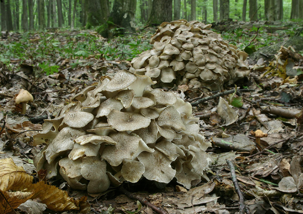 trúdnik klobúčkatý Polyporus umbellatus (Pers.) Fr.