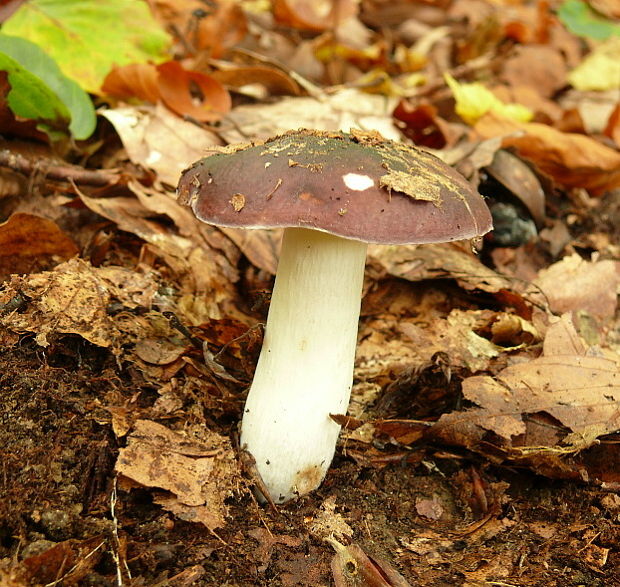 plávka modrastá Russula cyanoxantha (Schaeff.) Fr.