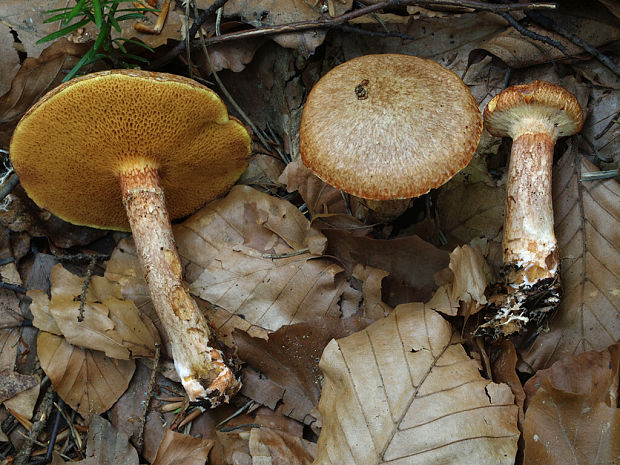 masliak tridentský Suillus tridentinus (Bres.) Singer