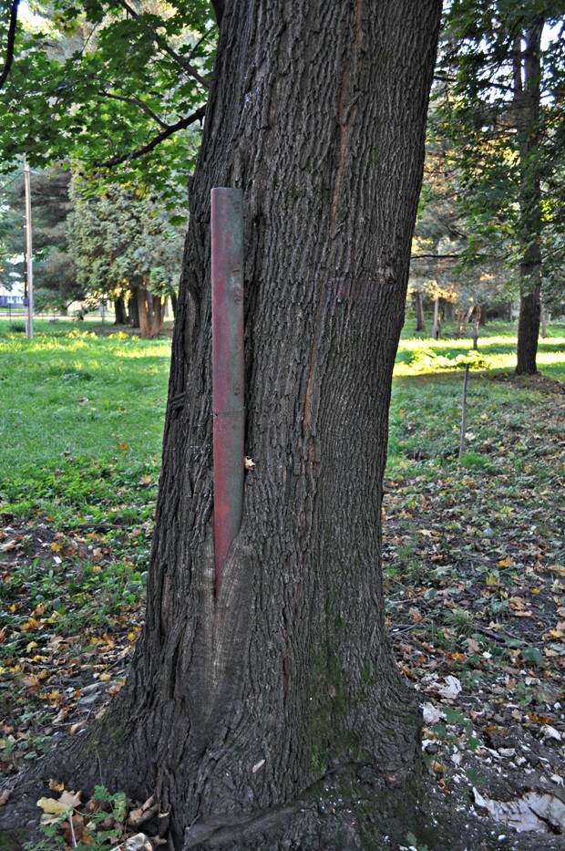 pažravá lipa Tilia cordata Mill.