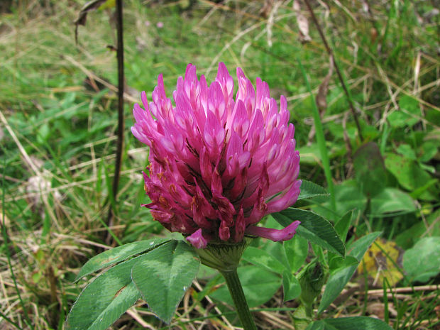 ďatelina lúčna Trifolium pratense L.