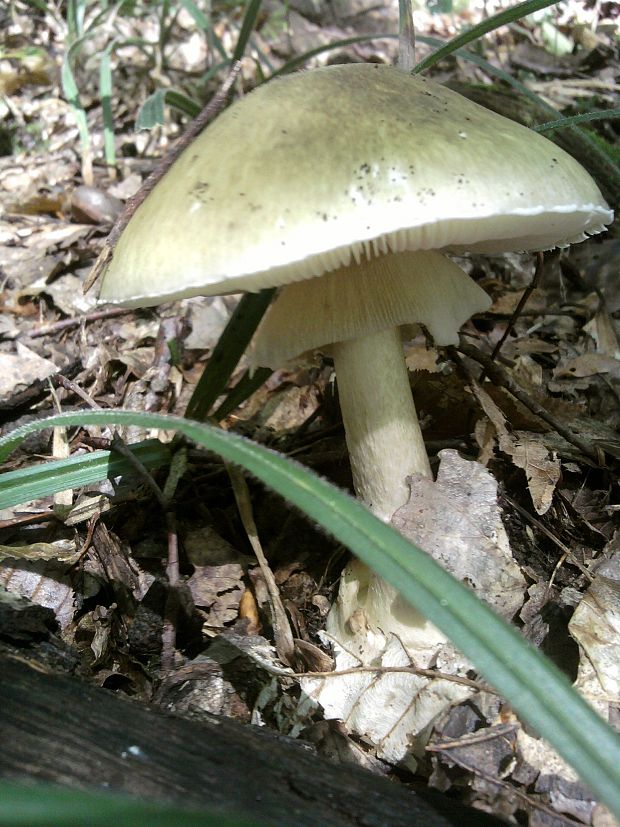 muchotrávka zelená Amanita phalloides (Vaill. ex Fr.) Link