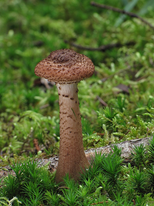 podpňovka tmavá Armillaria ostoyae (Romagn.) Herink