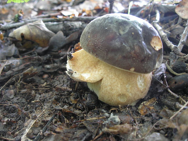 hríb dubový Boletus reticulatus Schaeff.