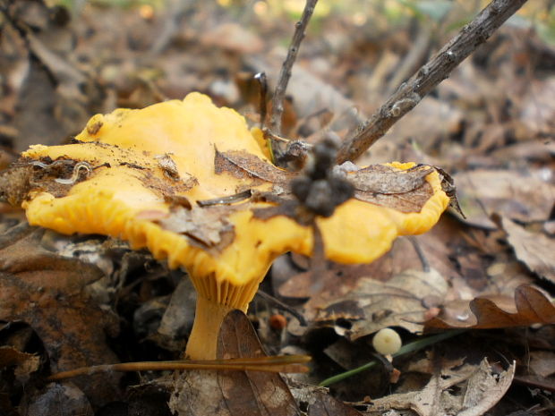 kuriatko jedlé Cantharellus cibarius Fr.