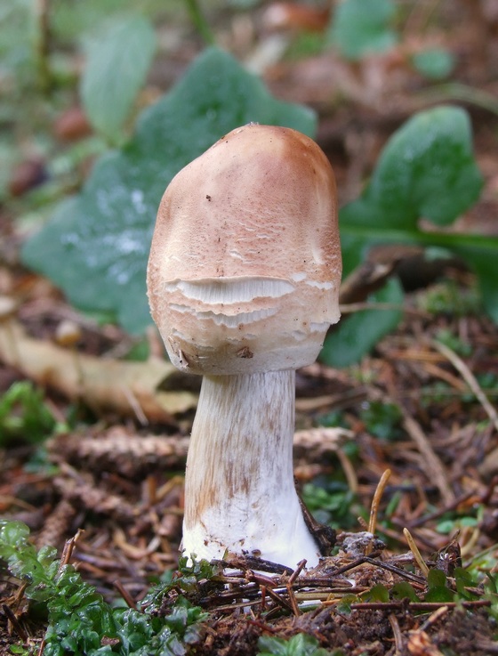 bedľa červenejúca Chlorophyllum rachodes (Vittad.) Vellinga