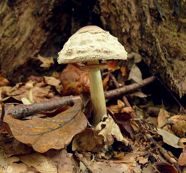 bedľa červenejúca Chlorophyllum rachodes (Vittad.) Vellinga