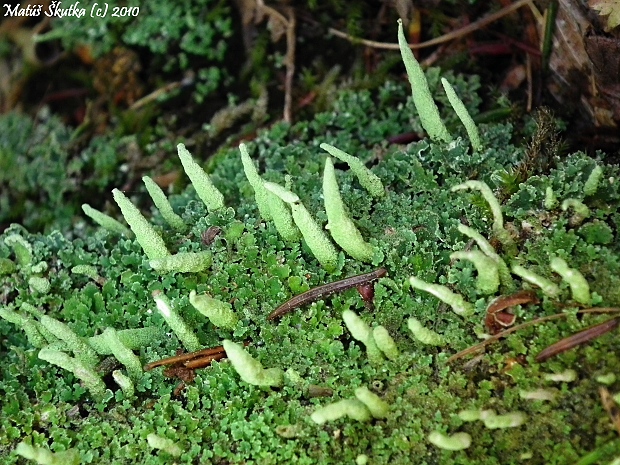 dutohlávka končistá Cladonia coniocraea auct. non (Flörke) Spreng.