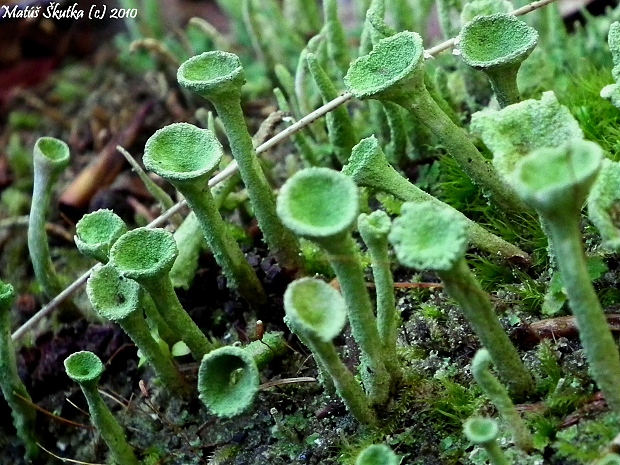 dutohlávka riasnatá Cladonia fimbriata (L.) Fr.