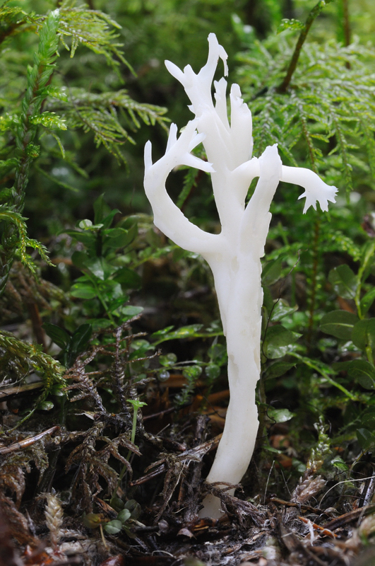 konárovka hrebenitá Clavulina coralloides (L.) J. Schröt.