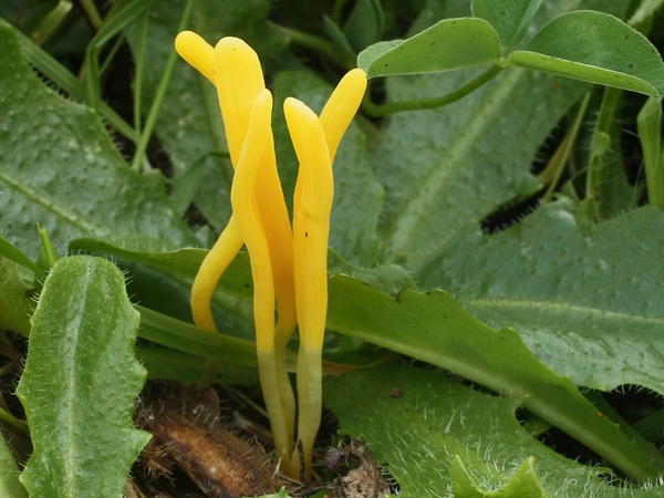 pakonárovka Clavulinopsis sp.