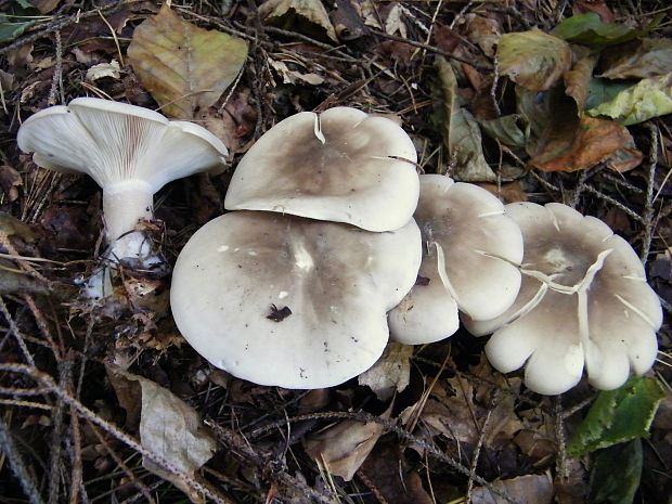 strmuľka inovaťová Clitocybe nebularis (Batsch) P. Kumm.