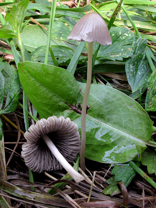 hnojník? Coprinellus sp.?