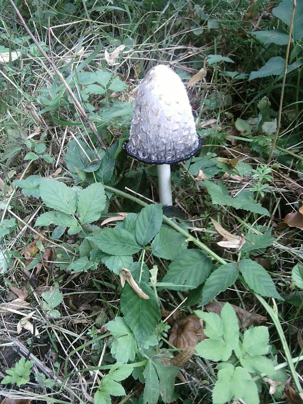 hnojník obyčajný Coprinus comatus (O.F. Müll.) Pers.