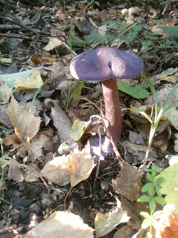 pavučinovec hercýnsky Cortinarius hercynicus (Pers.) M.M. Moser