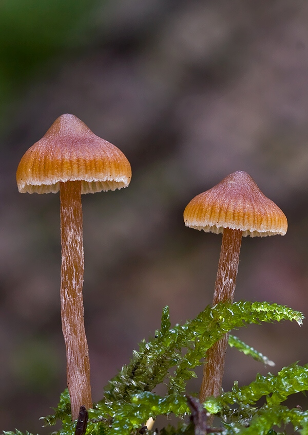 pavučinovec Cortinarius obtusus (Fr.) Fr.