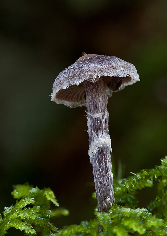 pavučinovec vrchoviskový Cortinarius paleaceus (Weinm.) Fr.