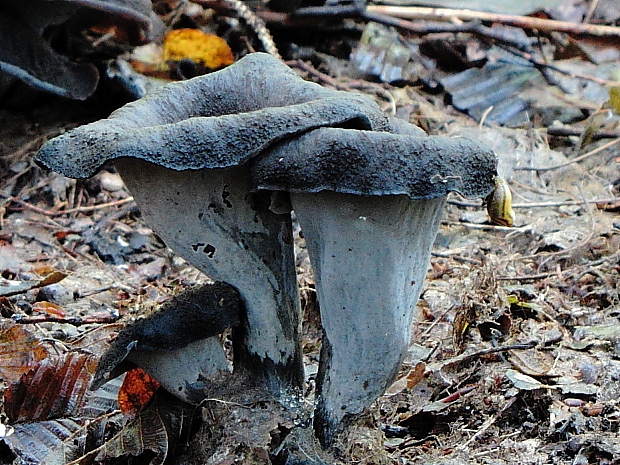 lievik trúbkovitý Craterellus cornucopioides (L.) Pers.