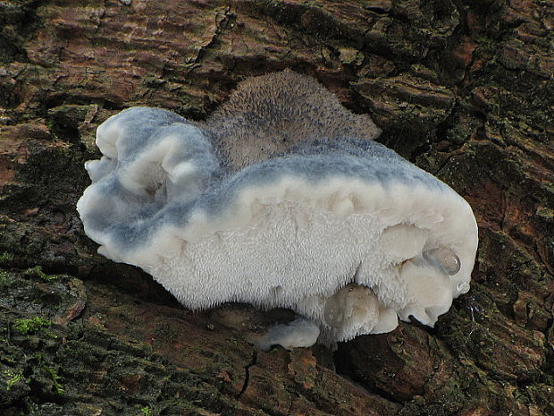 šťavnatec modrastý Cyanosporus caesius (Schrad.) McGinty