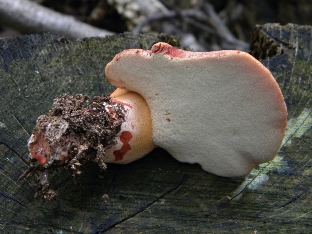 pečeňovec dubový Fistulina hepatica (Schaeff.) With.