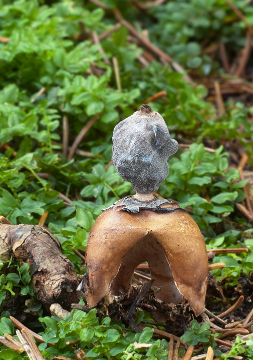 hviezdovka štvorcípová Geastrum quadrifidum DC. ex Pers.