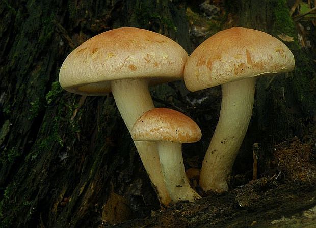 strapcovka tehlovočervená Hypholoma lateritium (Schaeff.) P. Kumm.