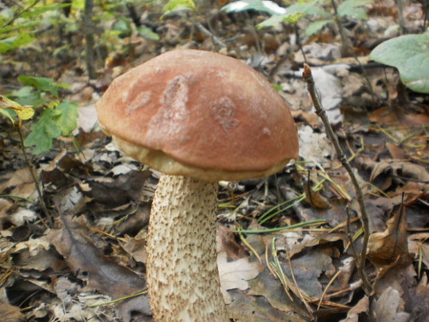 kozák dubový Leccinum aurantiacum (Bull.) Gray