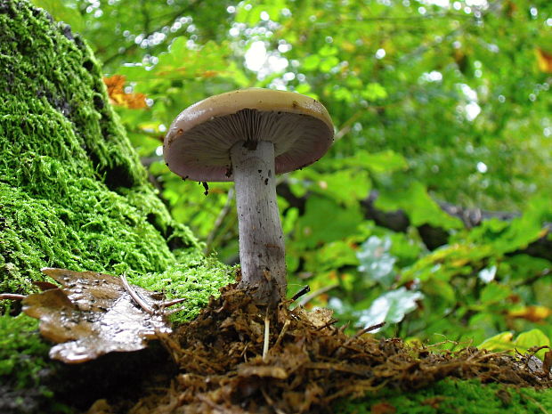 pôvabnica fialová Lepista nuda (Bull.) Cooke