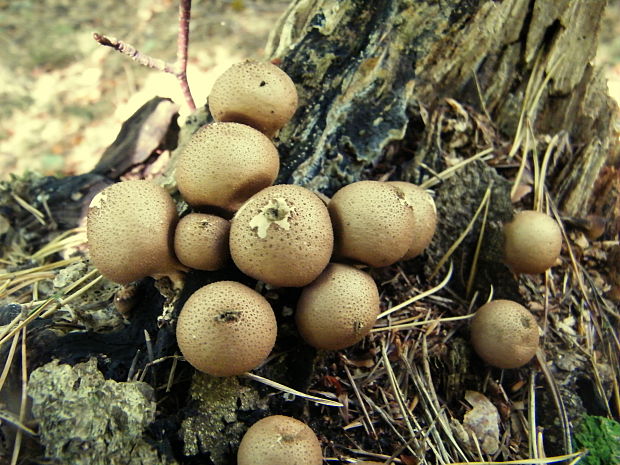 prášnica hruškovitá Lycoperdon pyriforme Schaeff.