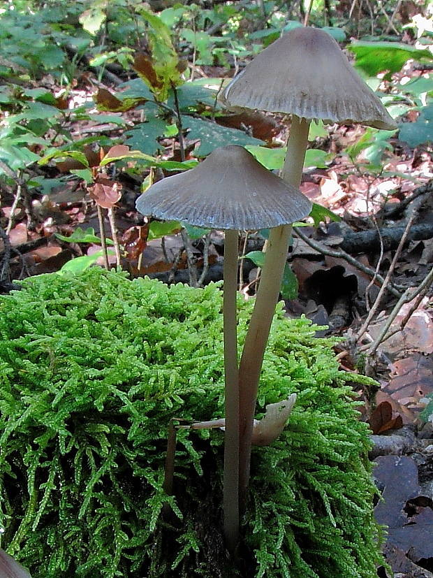 prilbička Mycena sp.