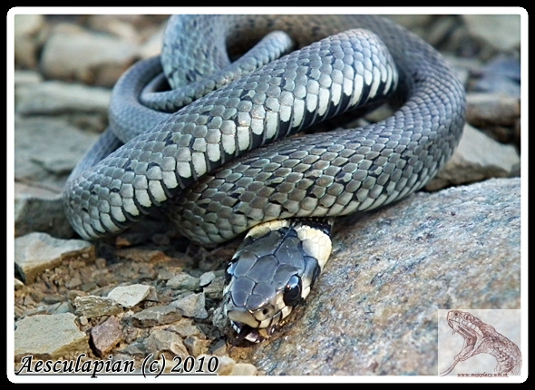 užovka obyčajná Natrix natrix