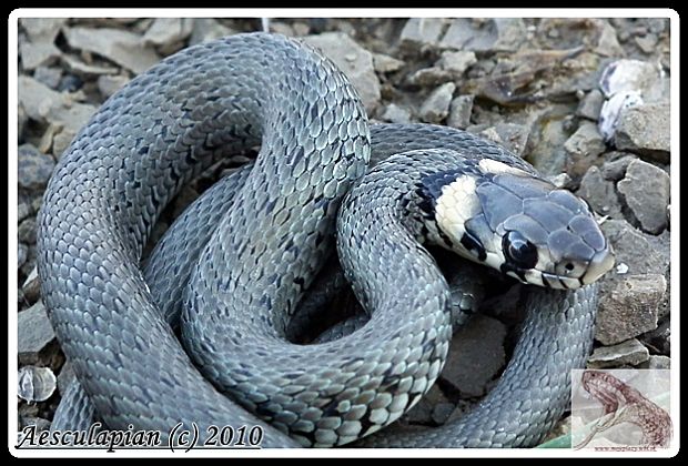 užovka obyčajná Natrix natrix