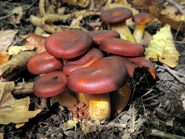 kališník hnedooranžový Omphalotus olearius (DC.) Singer