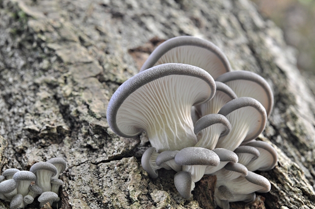 hliva ustricovitá Pleurotus ostreatus (Jacq.) P. Kumm.