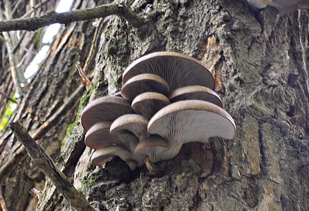 hliva ustricovitá Pleurotus ostreatus (Jacq.) P. Kumm.