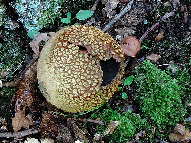 pestrec obyčajný Scleroderma citrinum Pers.