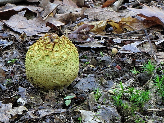 pestrec obyčajný Scleroderma citrinum Pers.