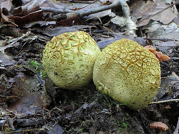 pestrec obyčajný Scleroderma citrinum Pers.