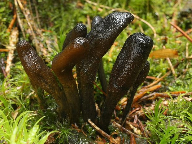 žezlovka srnková Tolypocladium ophioglossoides (J.F. Gmel.) Quandt, Kepler & Spatafora