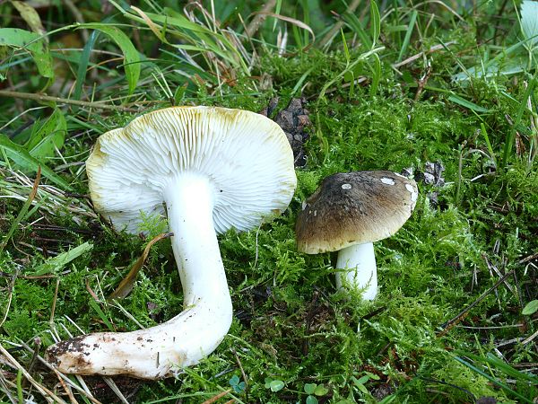 čírovka zelenohnedastá Tricholoma sejunctum (Sowerby) Quél.