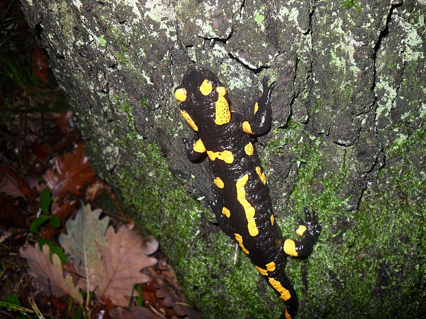 salamandra škvrnitá