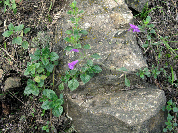 dušovka alpínska Acinos alpinus (L.) Moench